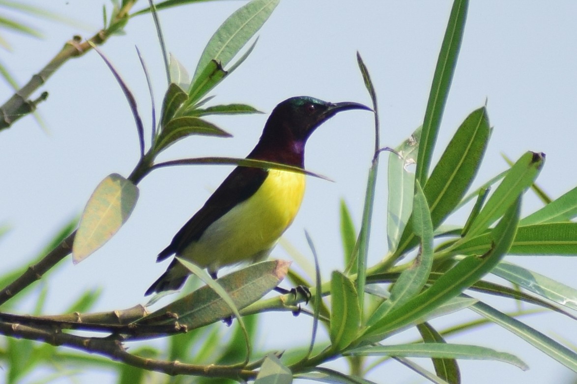 Purple-rumped Sunbird - ML644640366