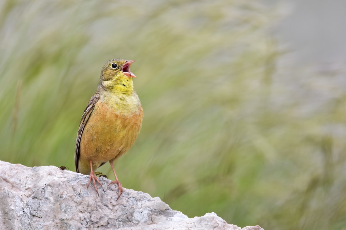 圃鵐 - ML644640367