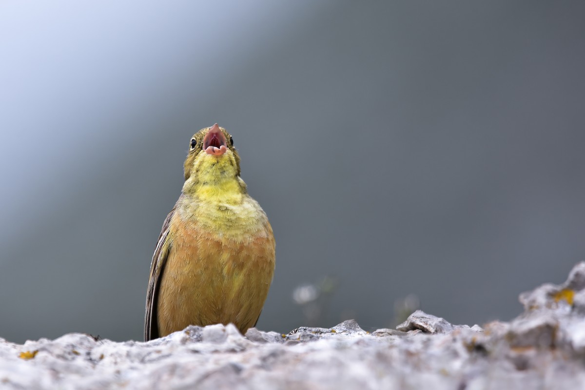 圃鵐 - ML644640370