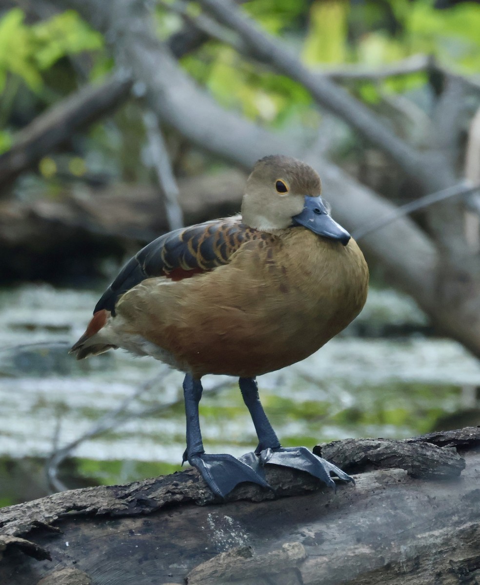 Модны анхир - ML644640381