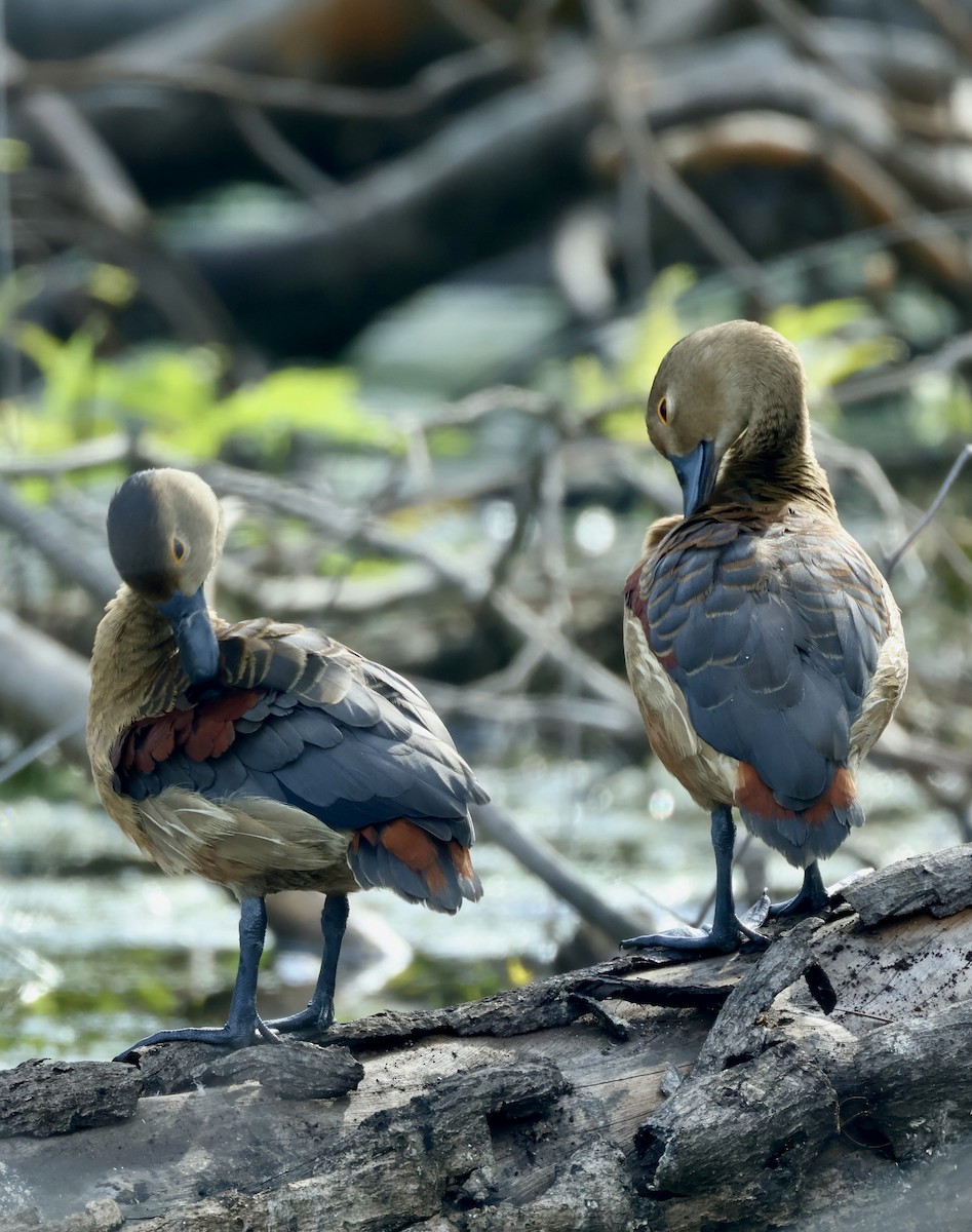 Модны анхир - ML644640383