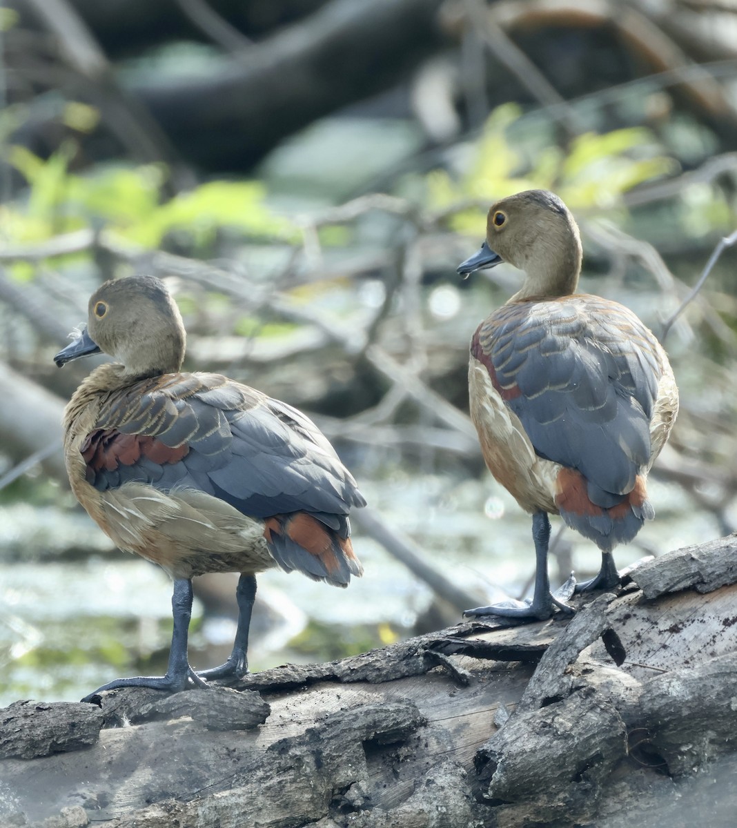 Модны анхир - ML644640384