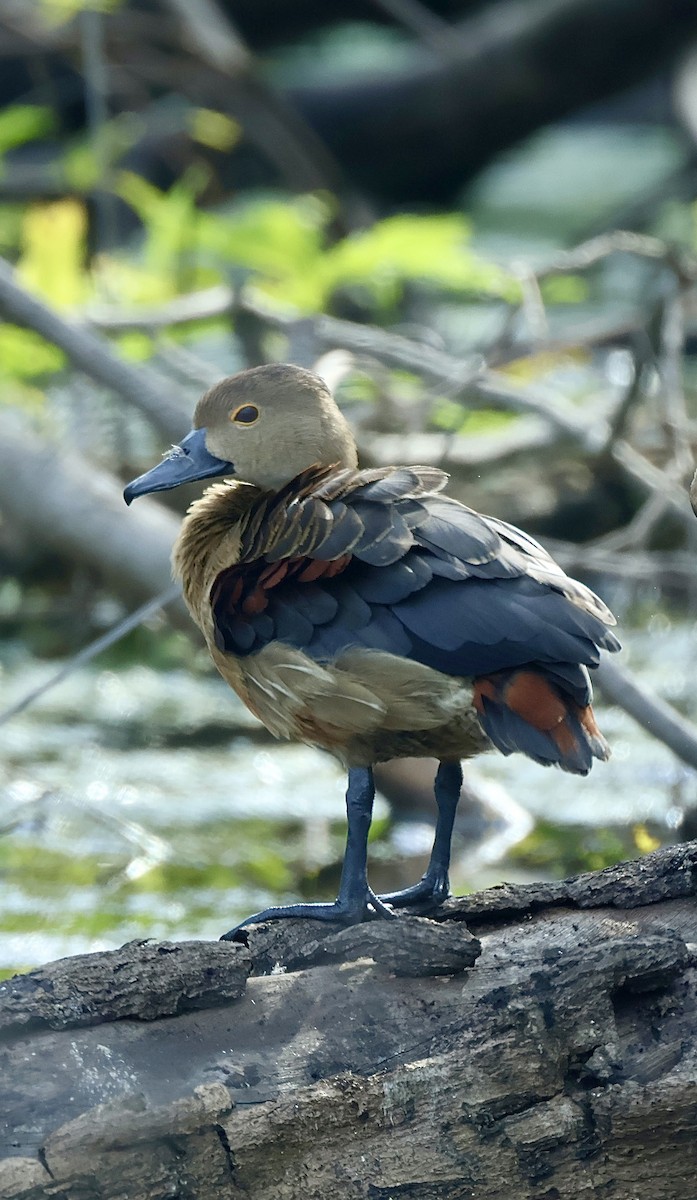 Модны анхир - ML644640385