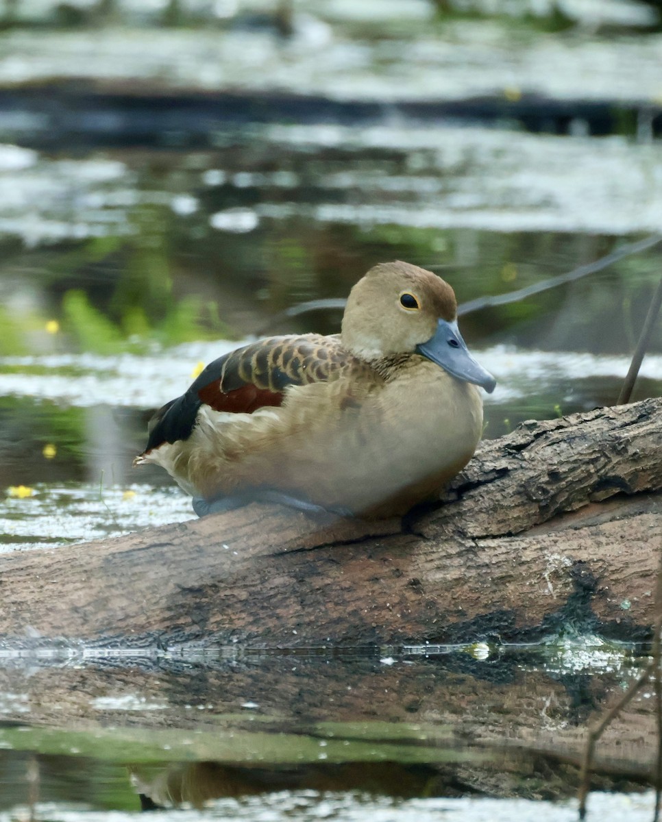 Модны анхир - ML644640386