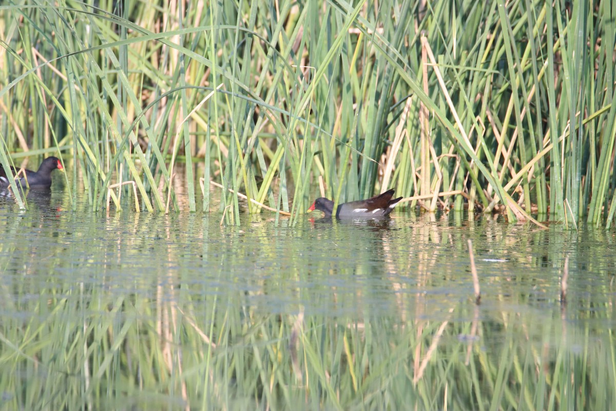 Хажилгат түнжүүр - ML644640387