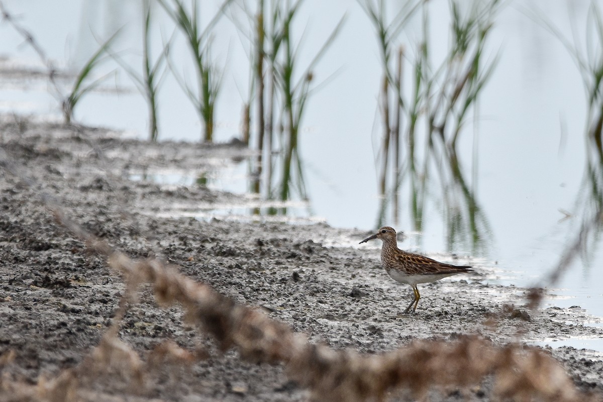 Побережник арктичний - ML644640405