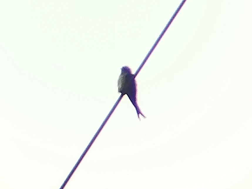 Hémiprocné longipenne - ML644640408