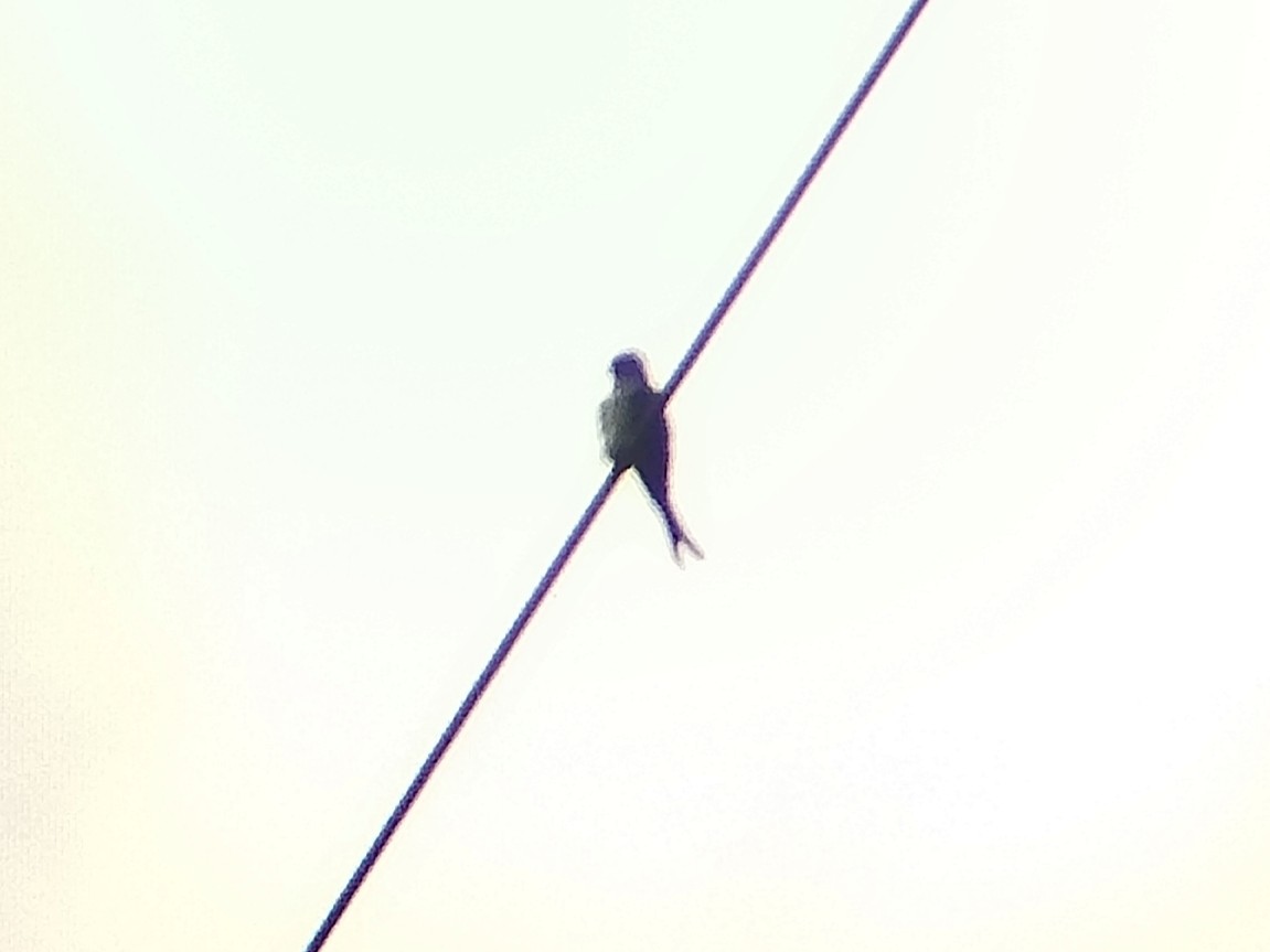 Hémiprocné longipenne - ML644640409