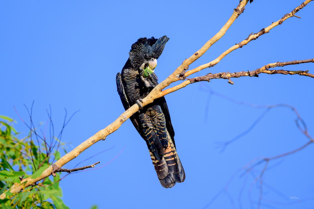 アカオクロオウム - ML644640411