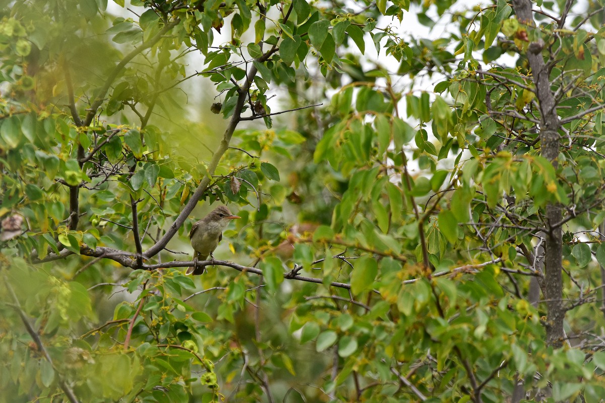 Olive-tree Warbler - ML644640412