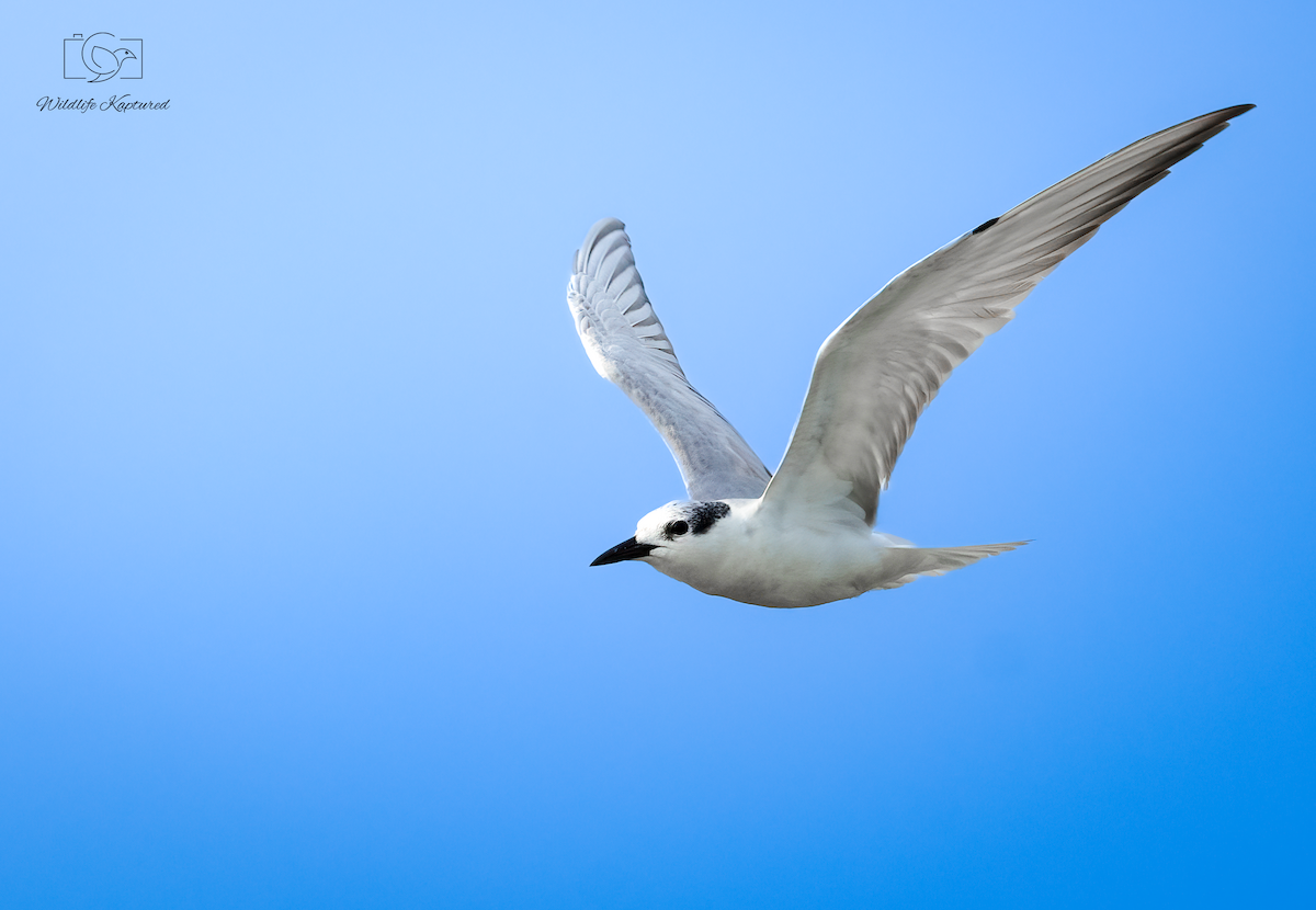 クロハラアジサシ - ML644640413