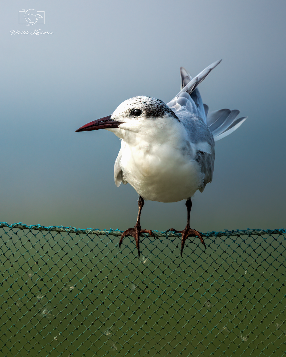 クロハラアジサシ - ML644640414