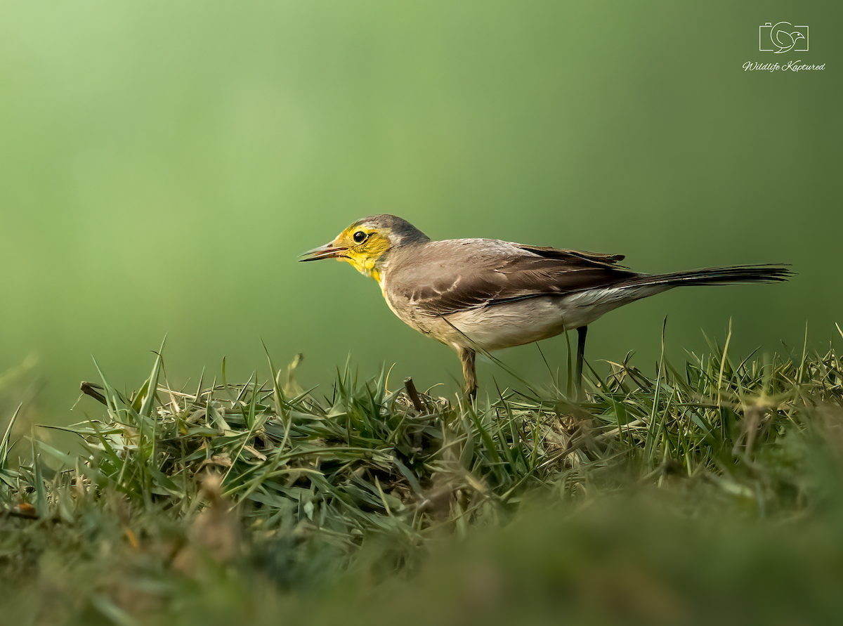 Citrine Wagtail - ML644640421