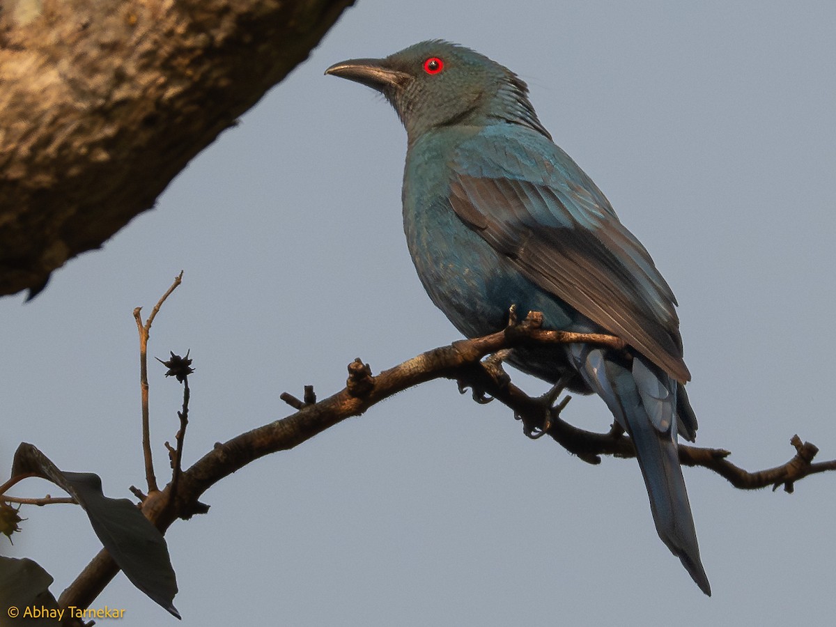 Asian Fairy-bluebird - ML644640427