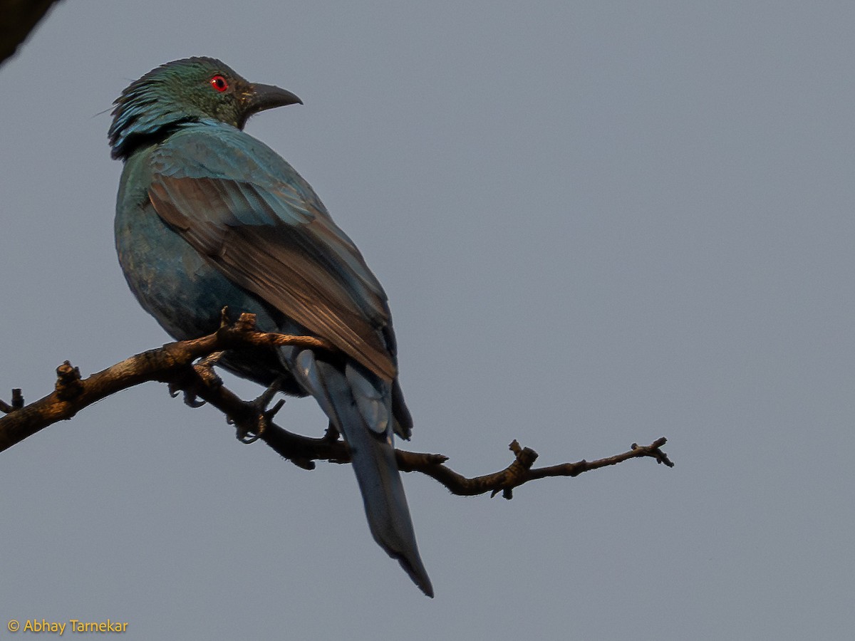 Asian Fairy-bluebird - ML644640430