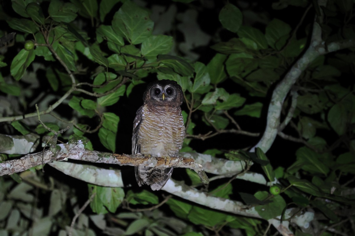 African Wood-Owl - ML644640445