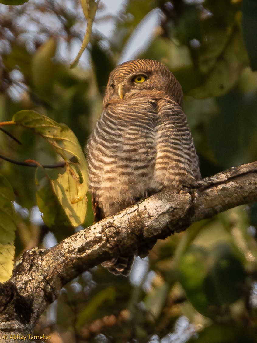 Jungle Owlet - ML644640449