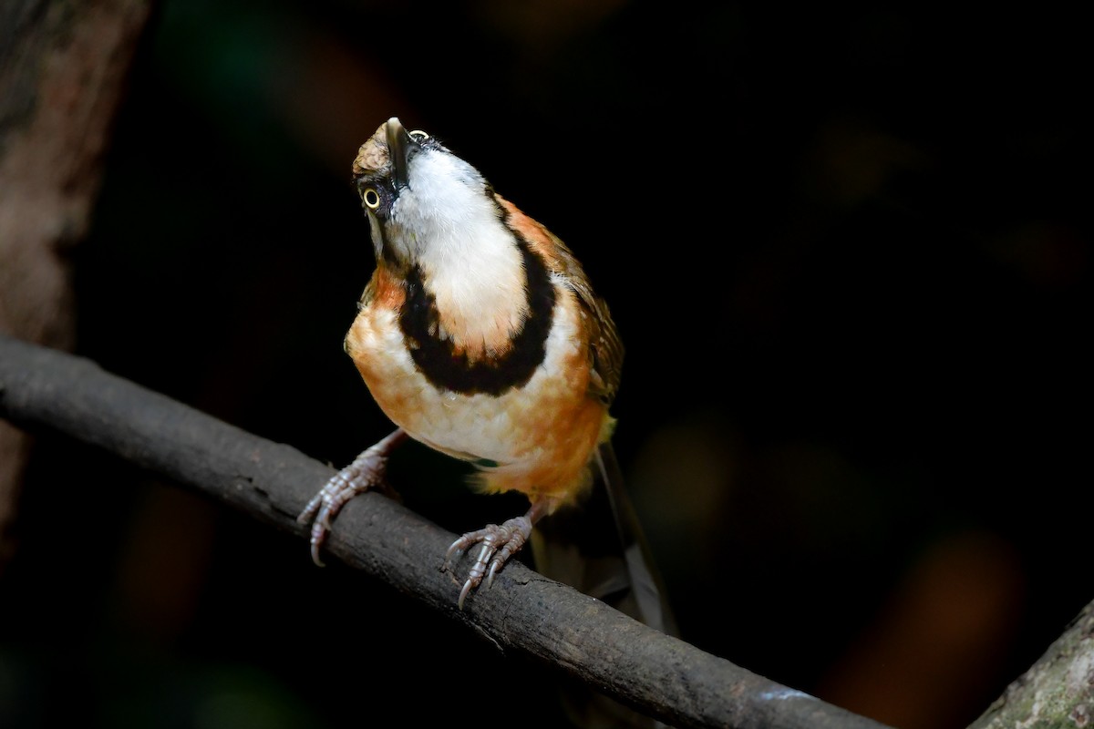 Lesser Necklaced Laughingthrush - ML644640452