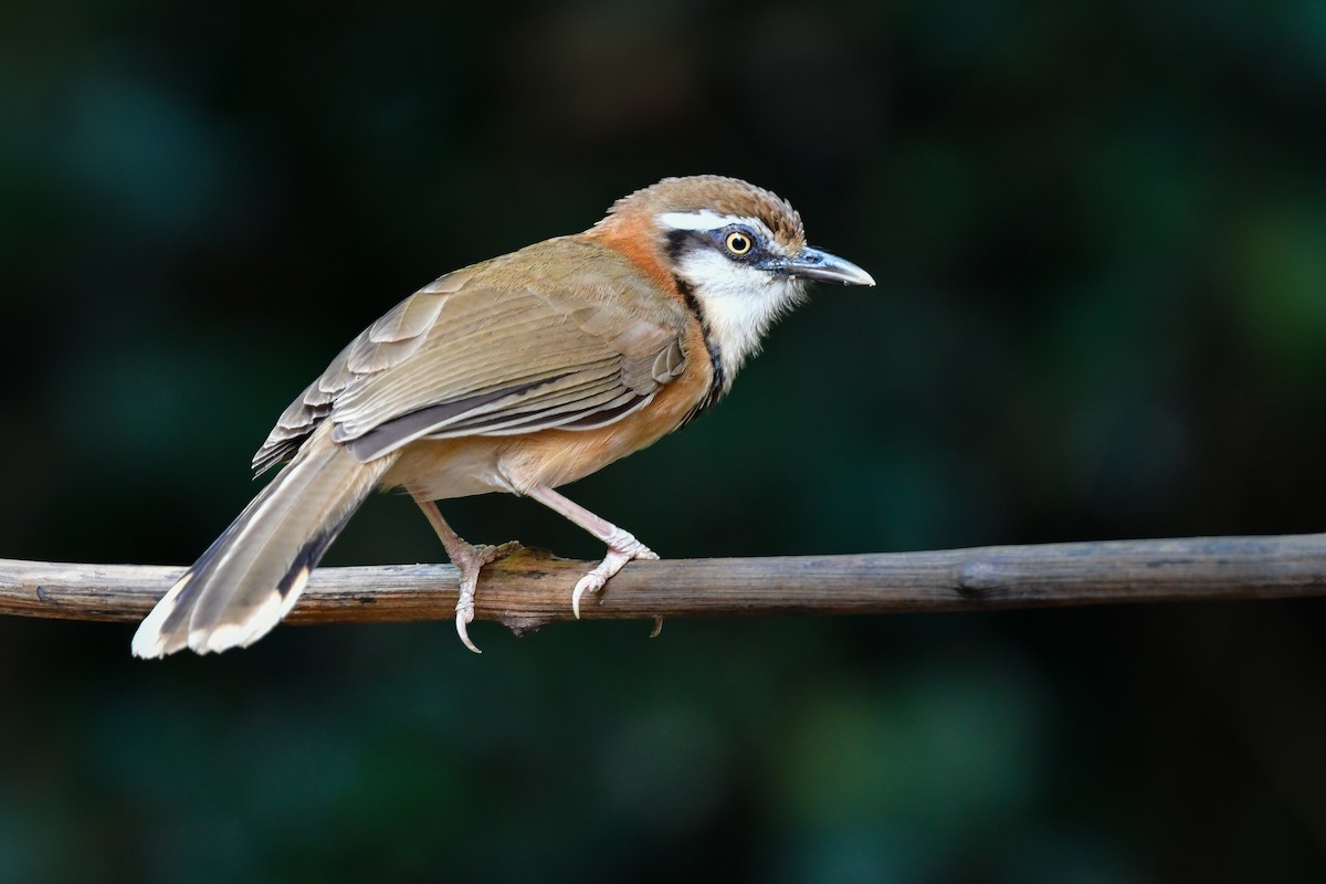 Lesser Necklaced Laughingthrush - ML644640453