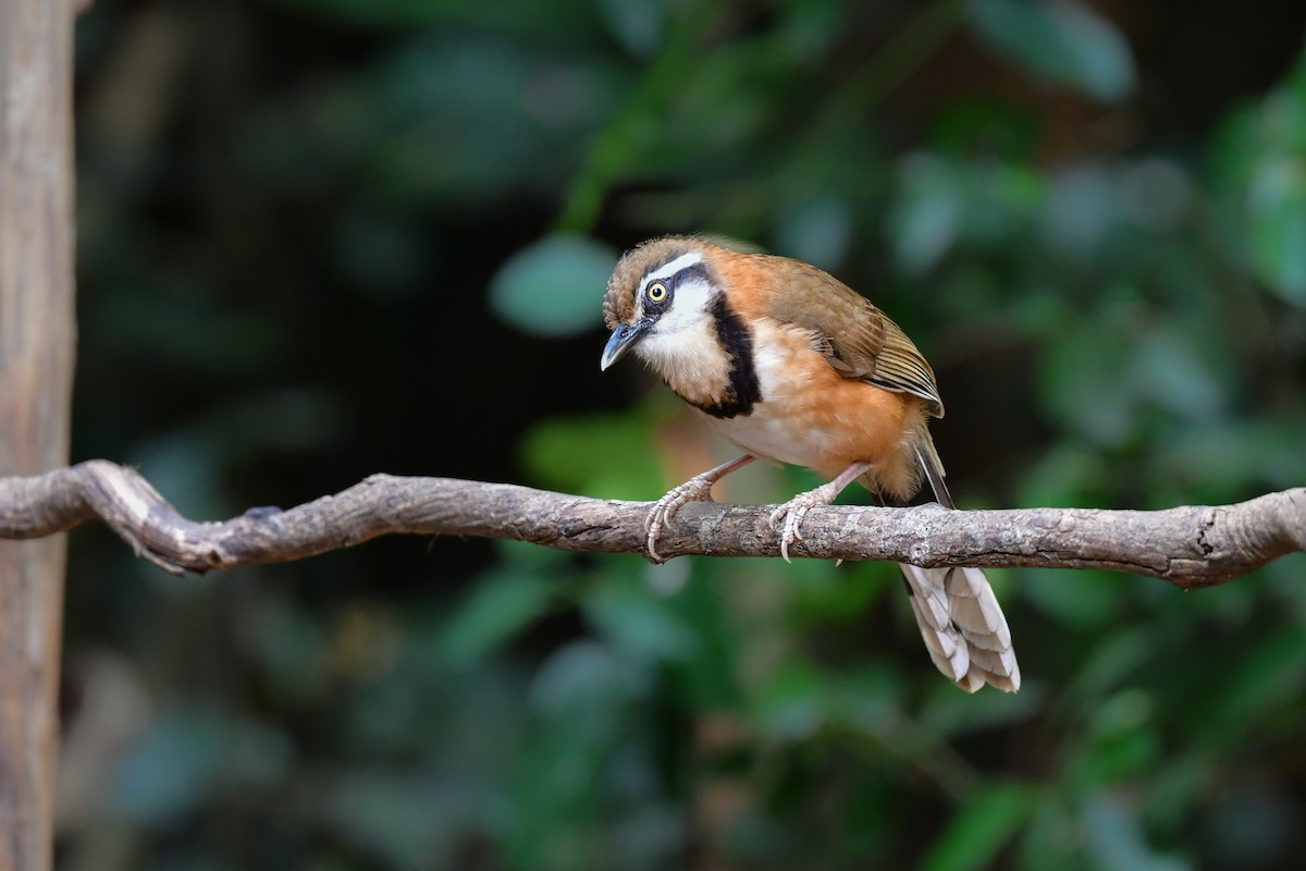 Lesser Necklaced Laughingthrush - ML644640454