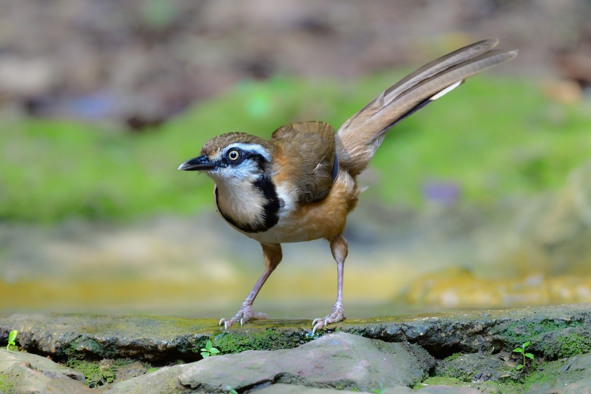 Lesser Necklaced Laughingthrush - ML644640456