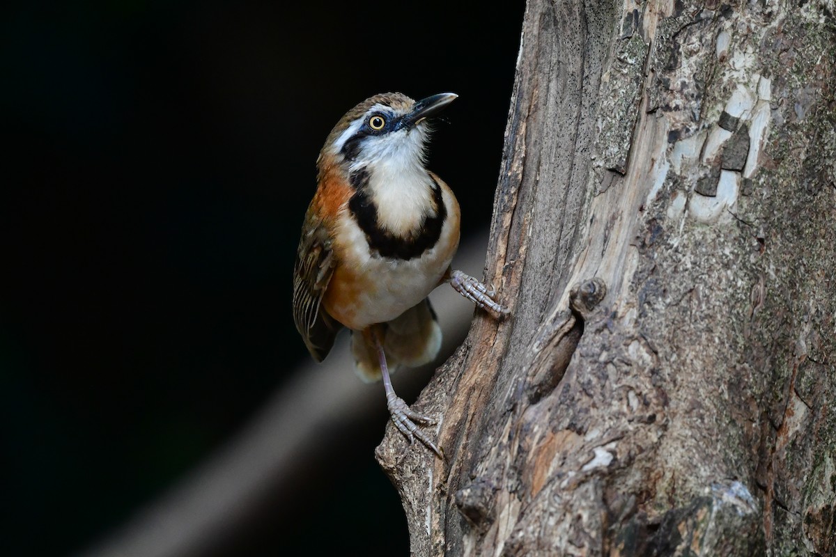Lesser Necklaced Laughingthrush - ML644640458
