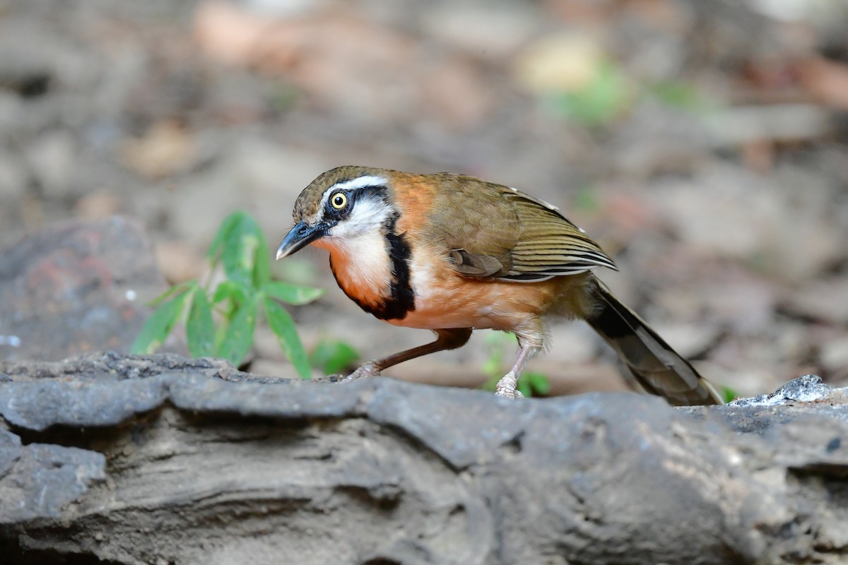 Lesser Necklaced Laughingthrush - ML644640459