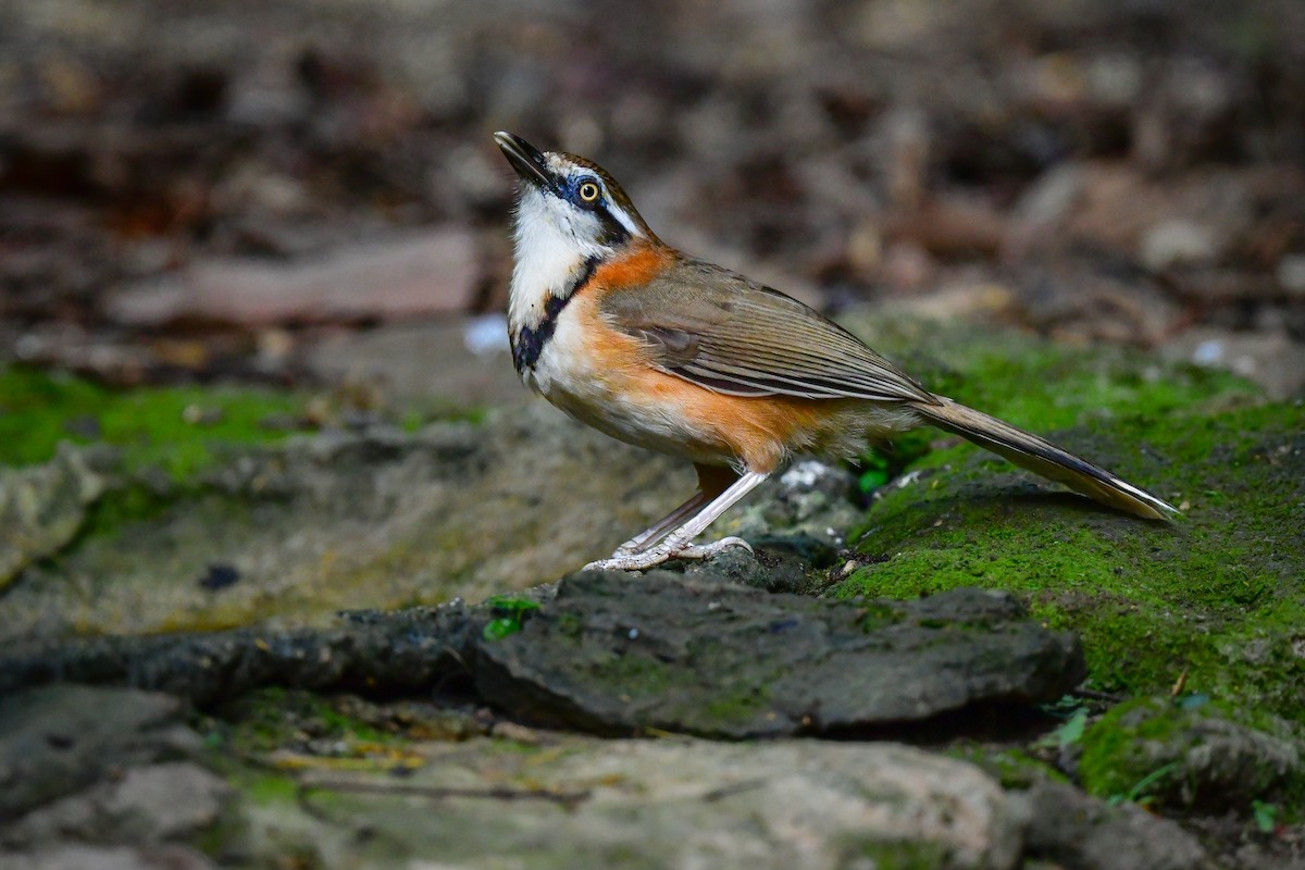 Lesser Necklaced Laughingthrush - ML644640461