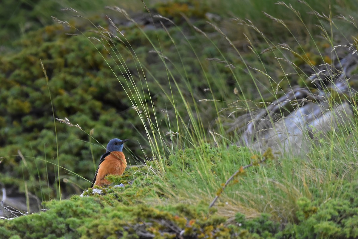 Harkaitz-zozo gorria - ML644640462