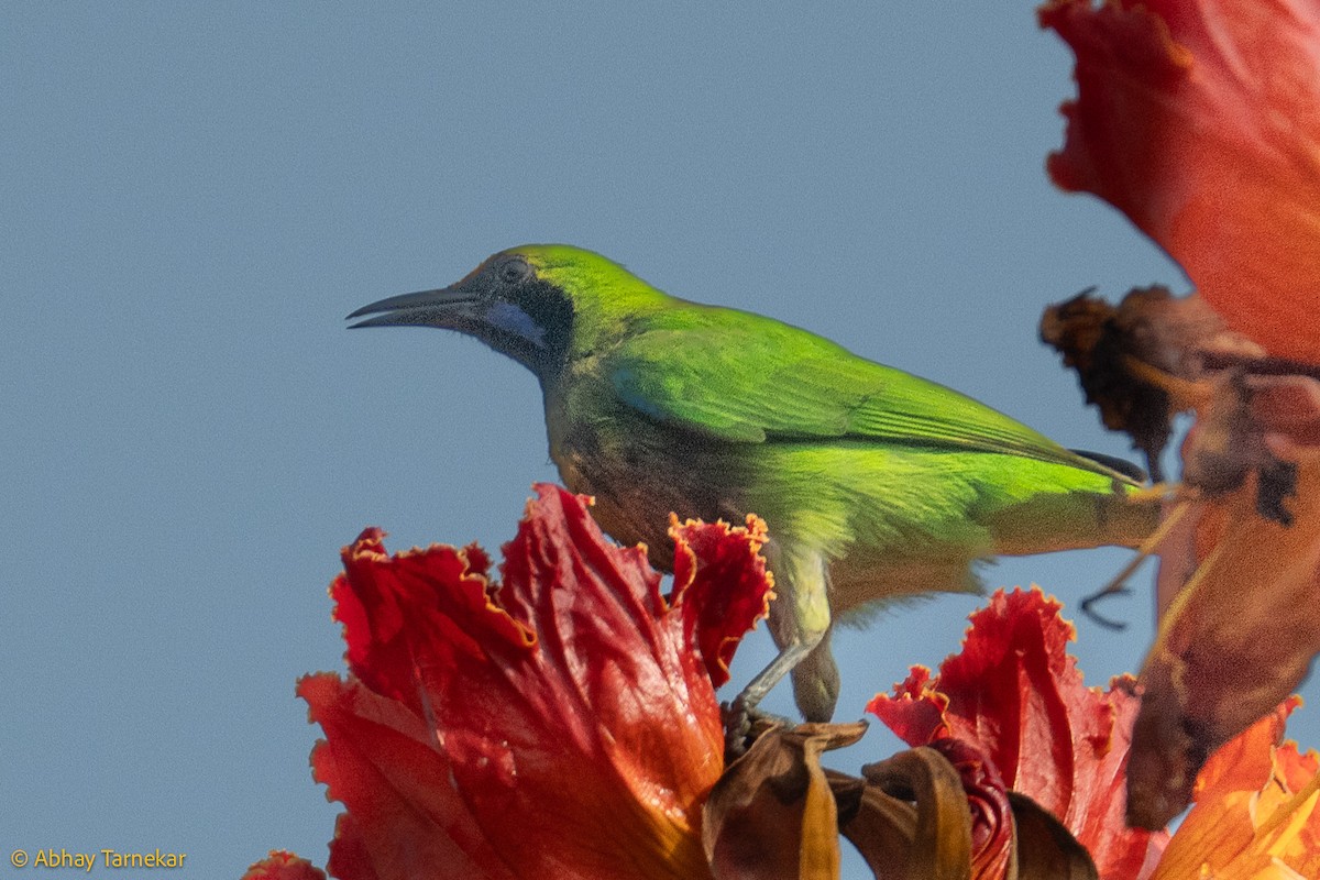 gyllenpannebladfugl - ML644640465