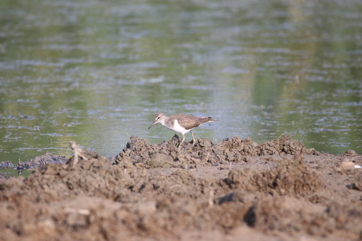 Flussuferläufer - ML644640466