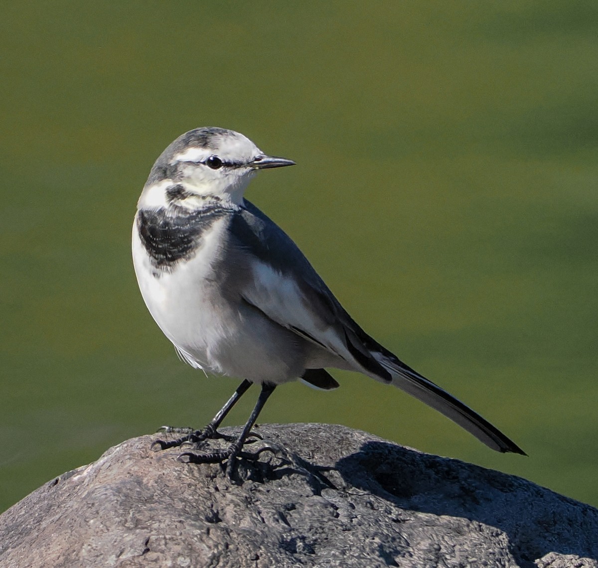 konipas bílý - ML644640470