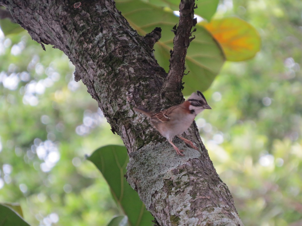 Rufous-collared Sparrow (Rufous-collared) - ML644640471
