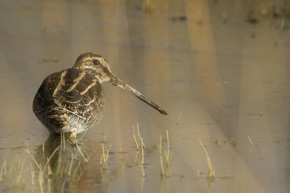 Wilson's Snipe - ML644640473