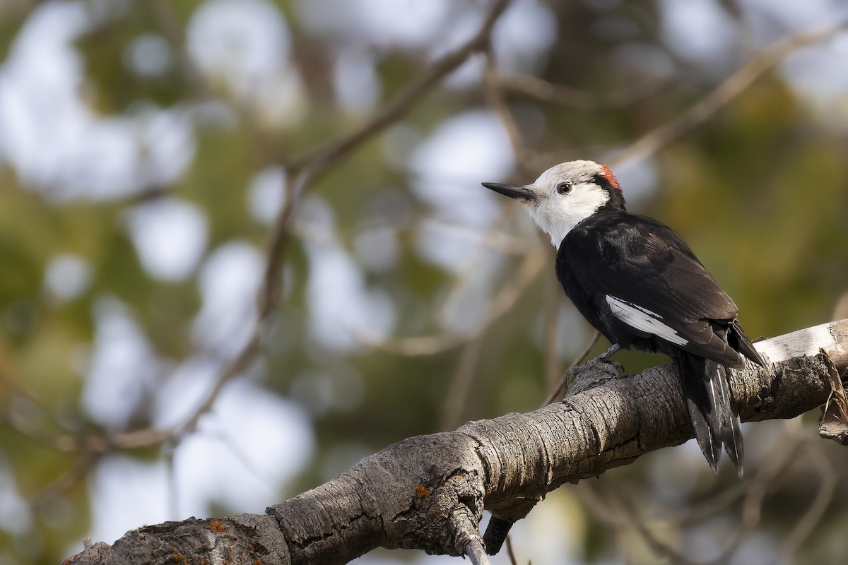 シロガシラキツツキ - ML644640474