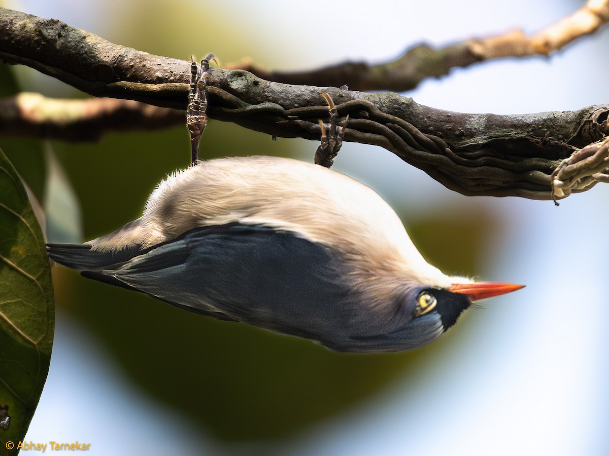 Velvet-fronted Nuthatch - ML644640475