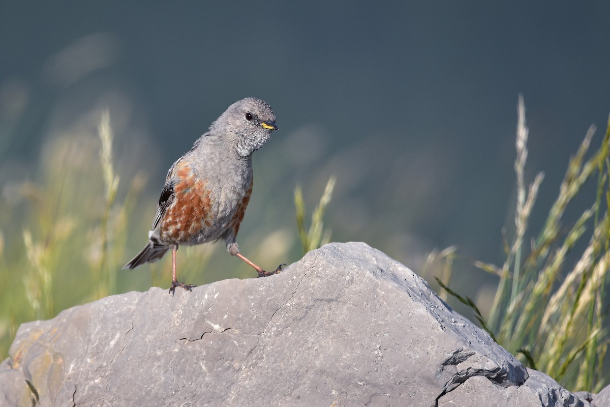 alpejernspurv - ML644640476