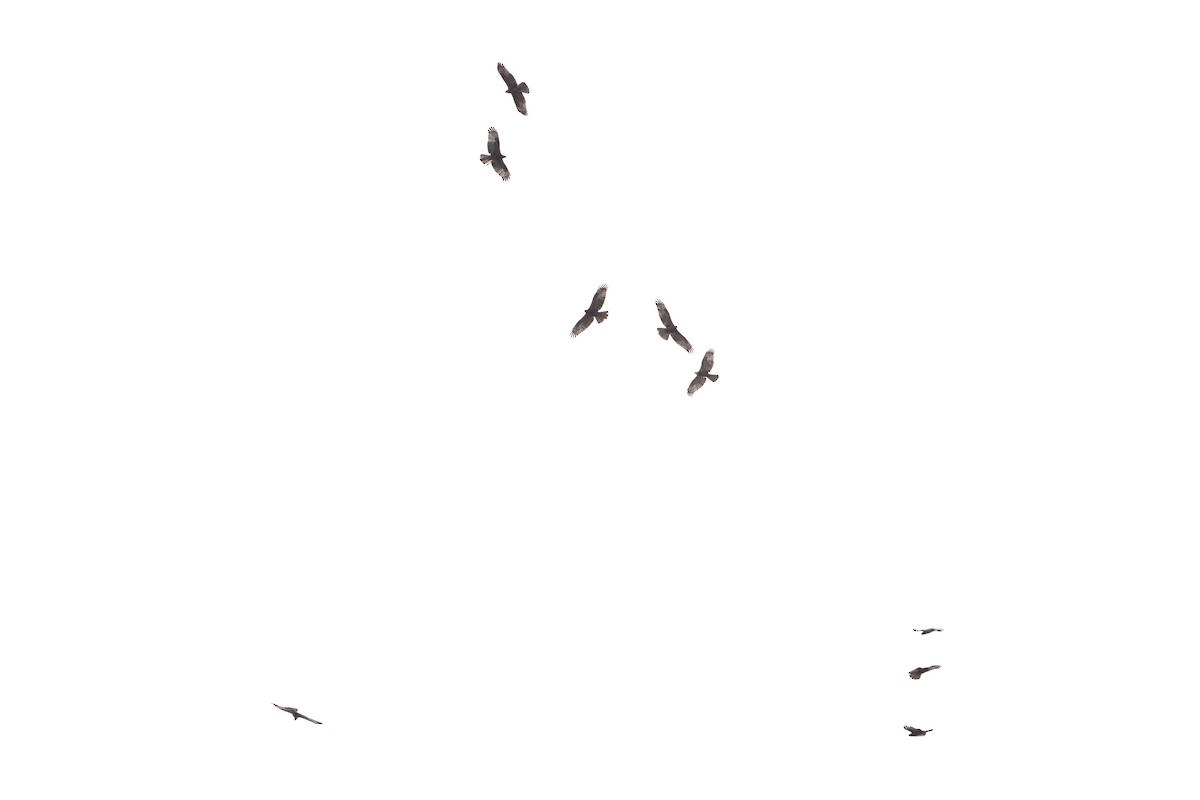 včelojed lesní - ML644640480