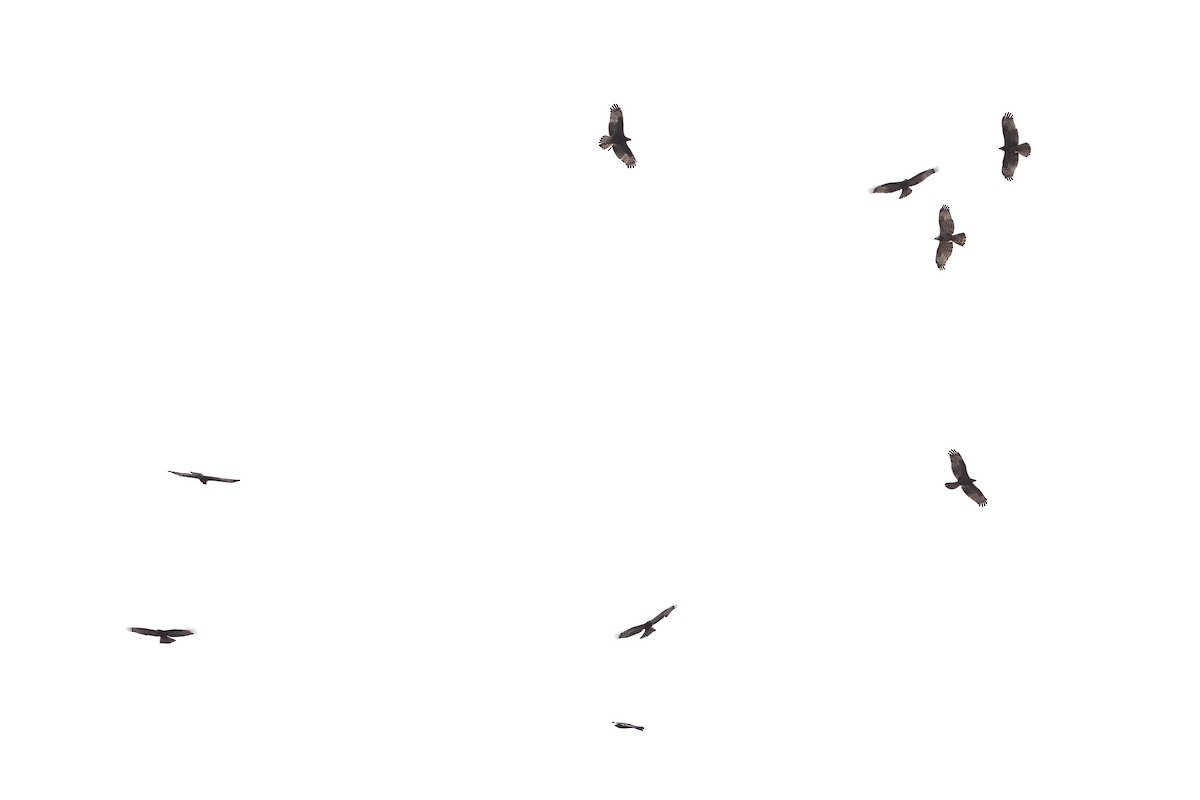 včelojed lesní - ML644640481