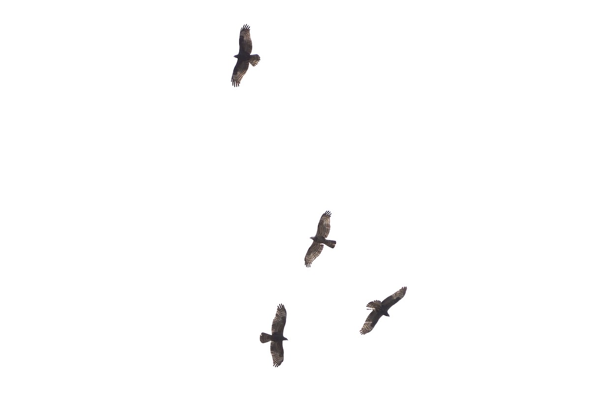 včelojed lesní - ML644640482