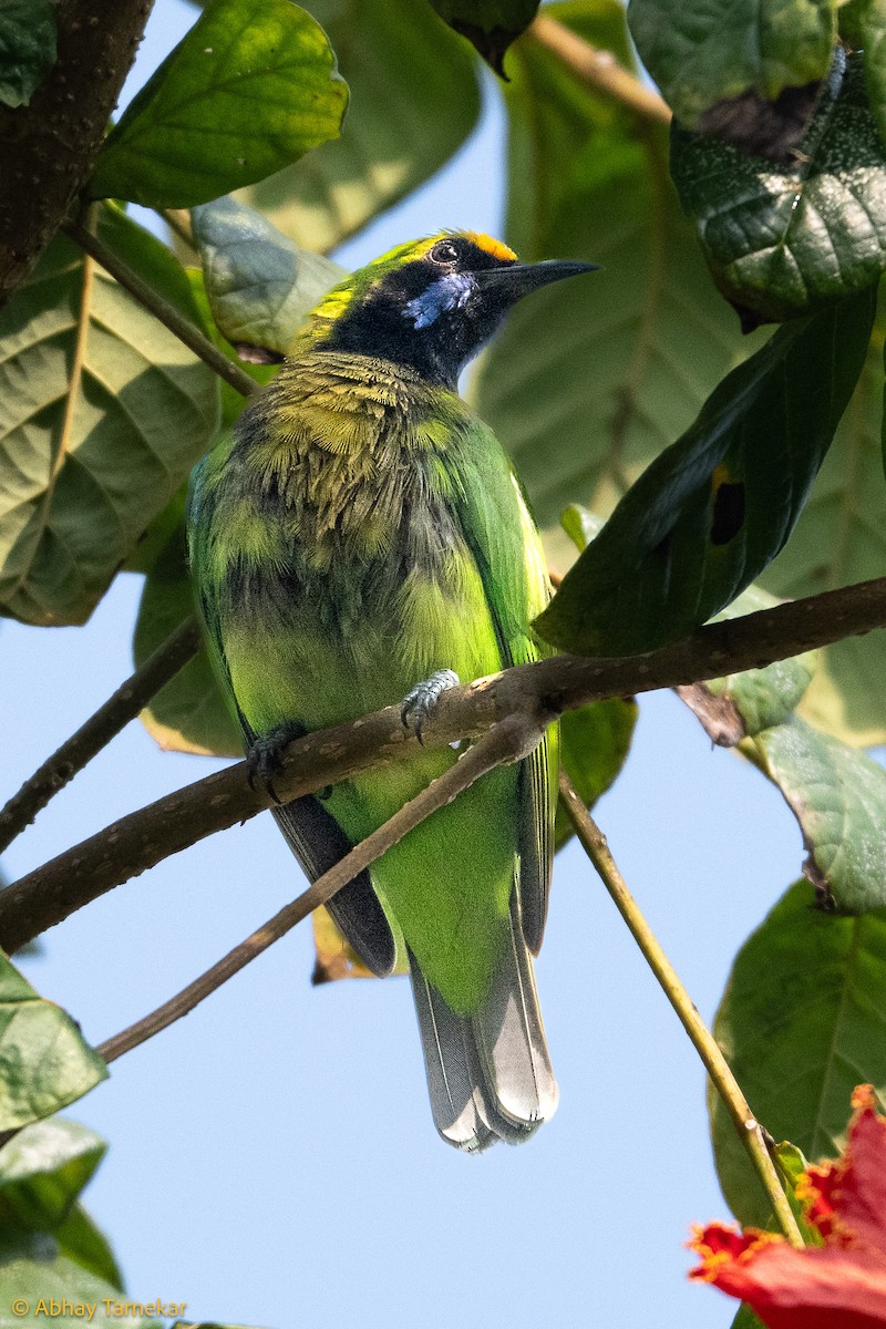 Goldstirn-Blattvogel - ML644640484