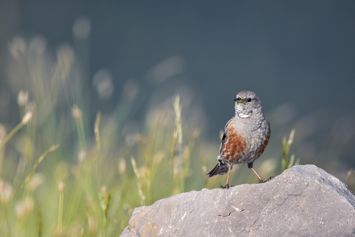 Alpenbraunelle - ML644640486