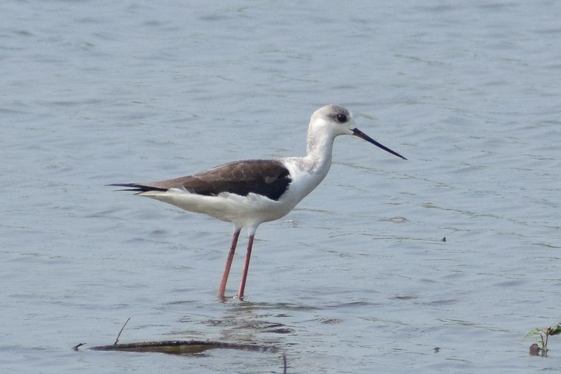 Stelzenläufer - ML644640487