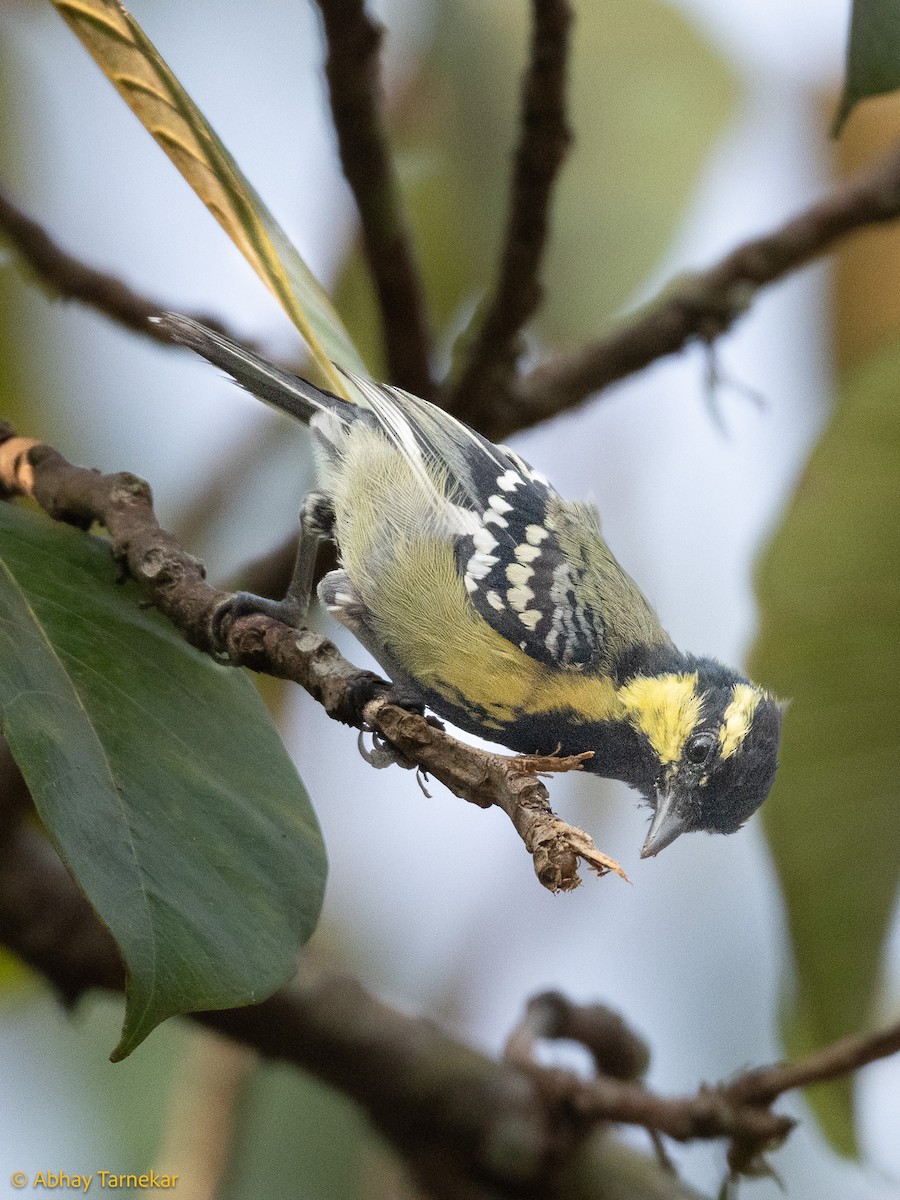 Indienkronenmeise - ML644640489