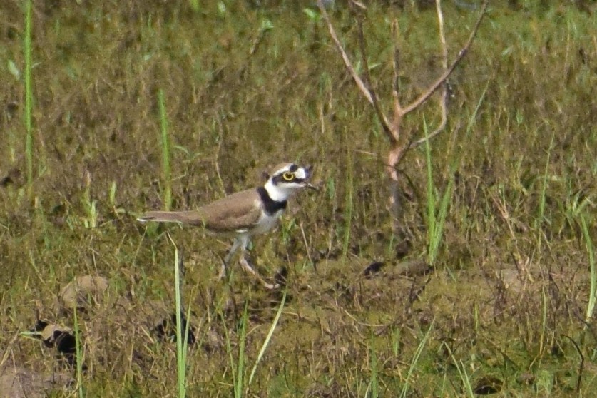 Flussregenpfeifer - ML644640491