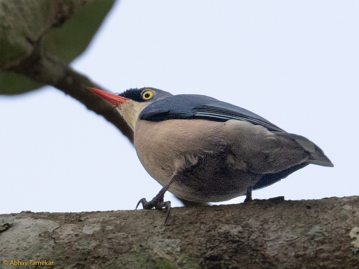 Samtstirnkleiber - ML644640496