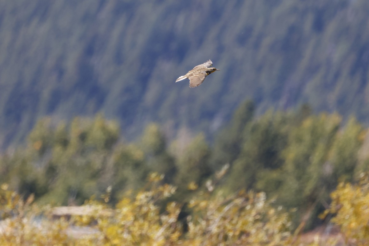 Wiesenstärling - ML644640497