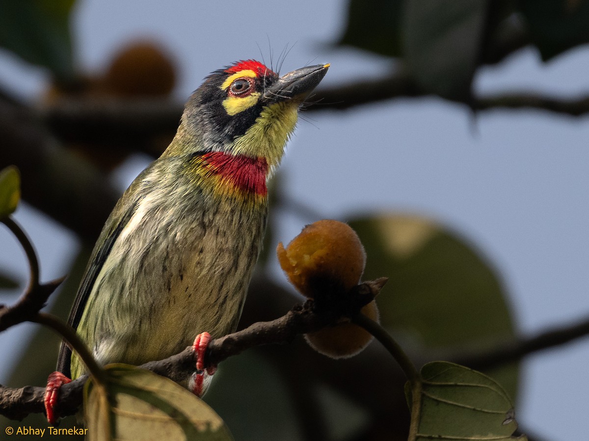 Kupferschmied-Bartvogel - ML644640499