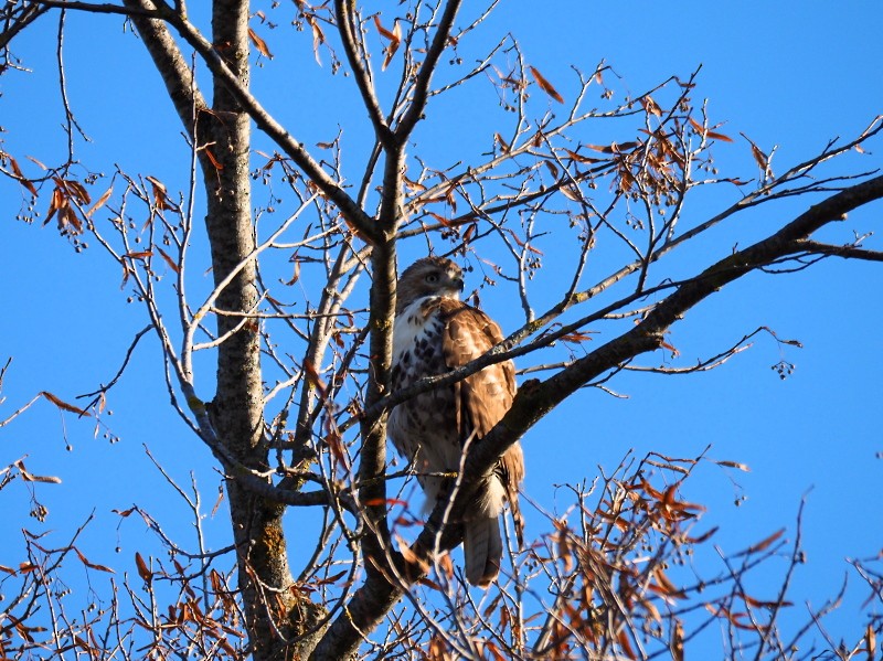 Rotschwanzbussard - ML644640500