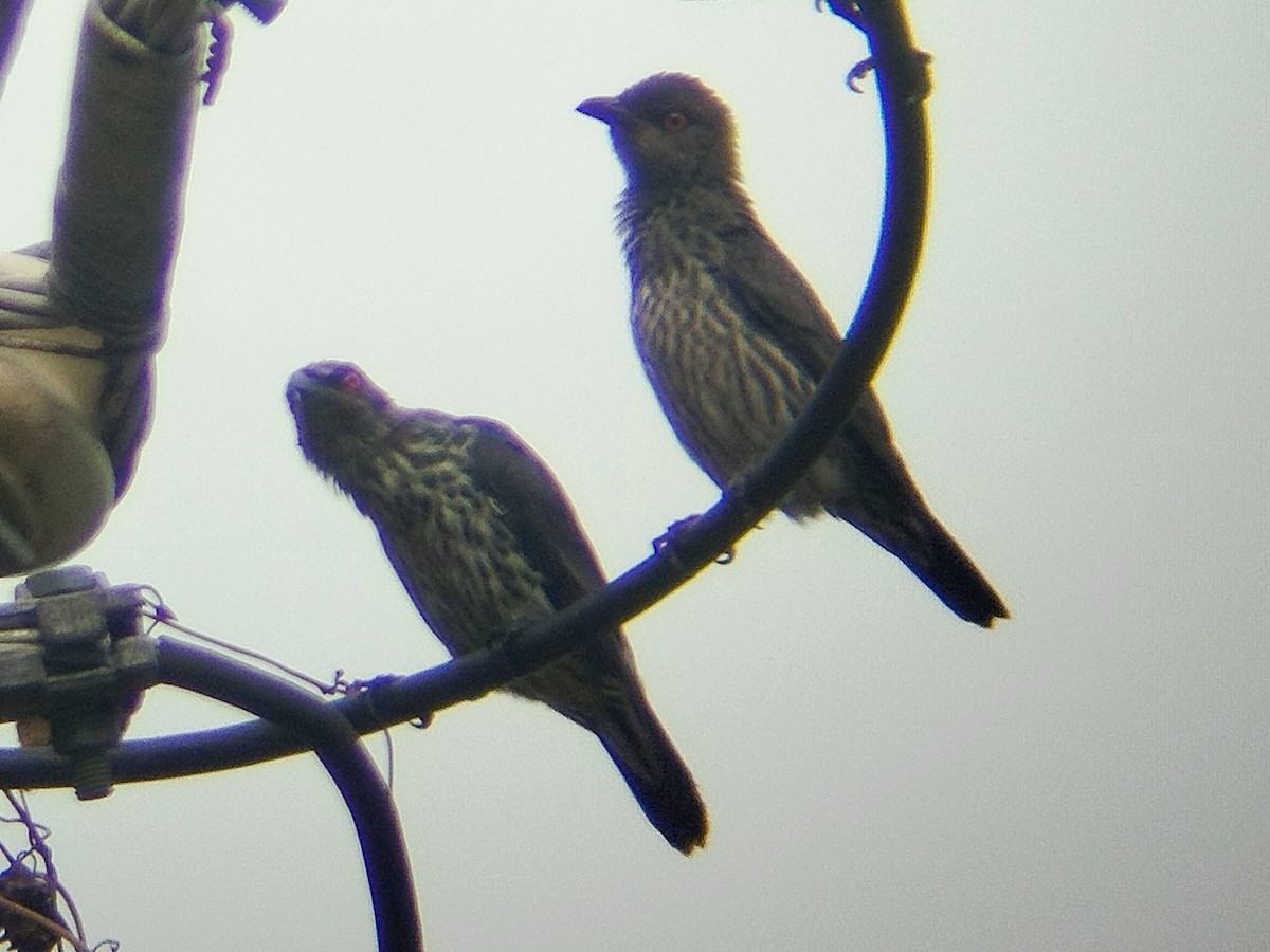 Malaienstar - ML644640501